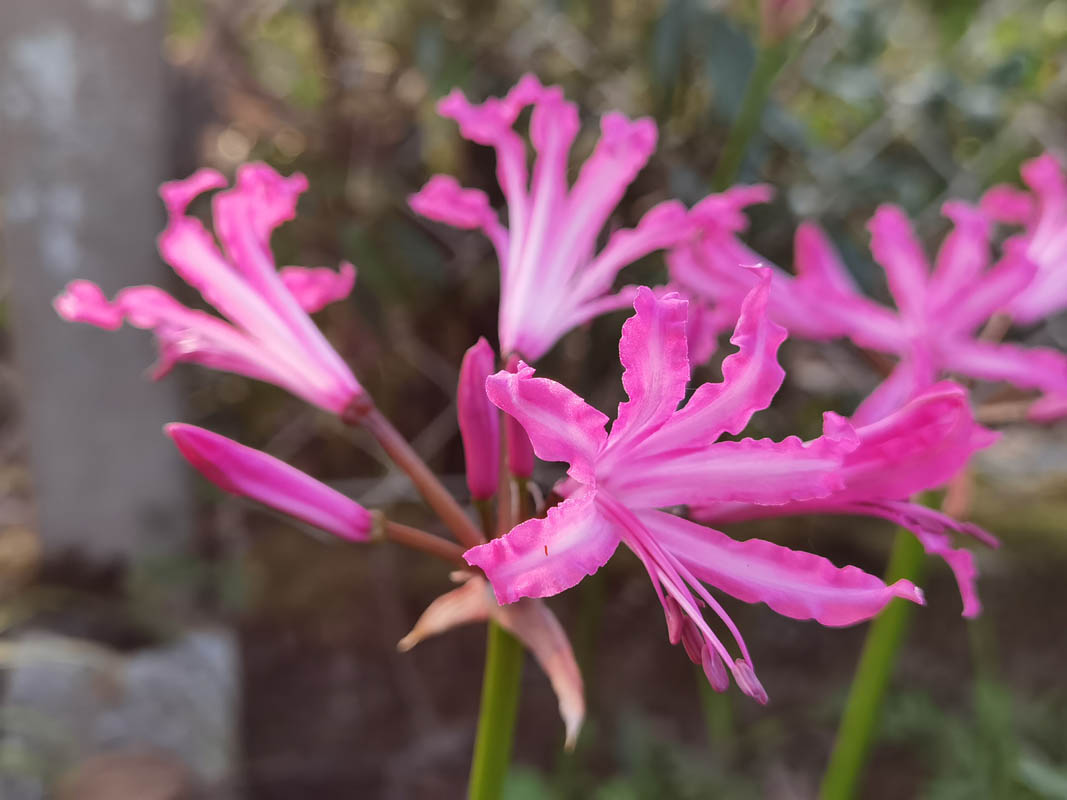 Nerine bowdenii 'Isabel' photo